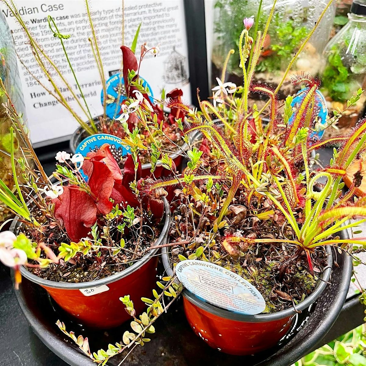 Carnivorous Plant Bog  Workshop: Friday July 26th, 6-8pm