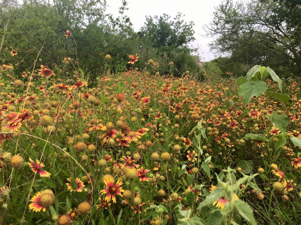 Wildflower Walk