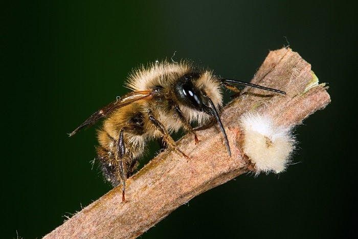 Create a Mason Bee Habitat ZOOM