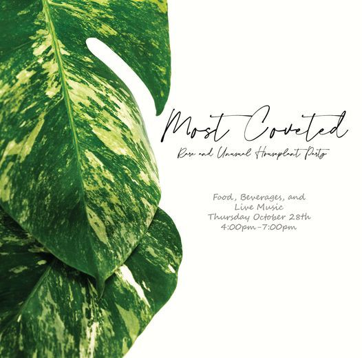 Most Coveted Rare And Unusual Houseplant Party Southwood Landscape Most Coveted Rare And Unusual Houseplant Party Southwood Landscape
