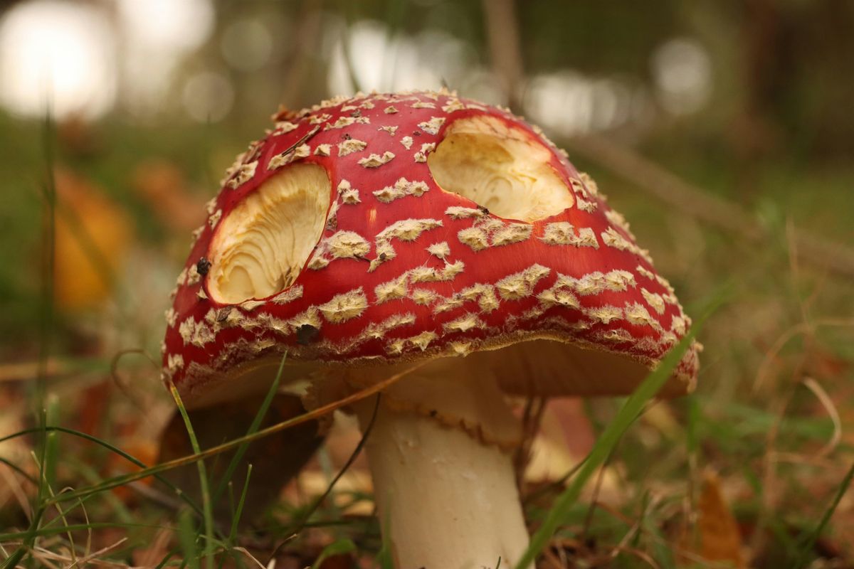 Halloween Mushrooms At Pendle