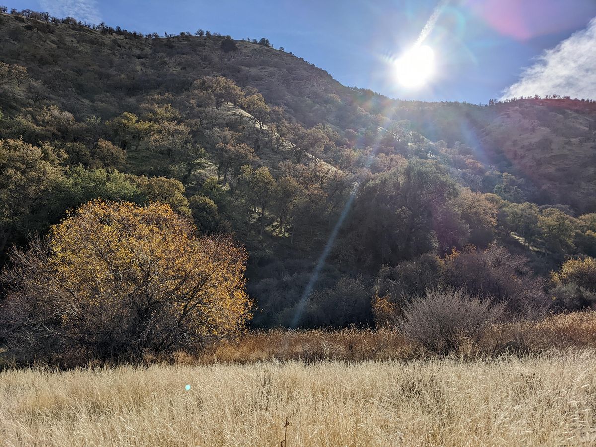 Guided Los Osos Trail Hike - Wind Wolves Preserve