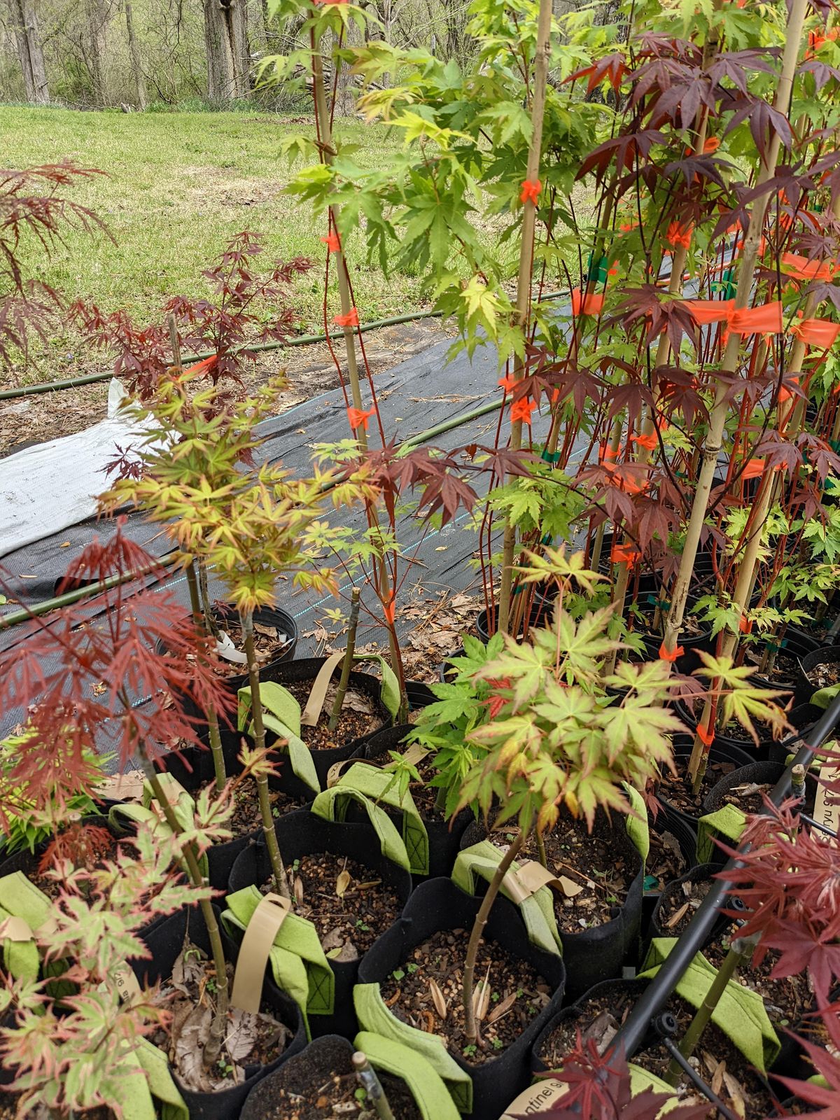 Japanese Maple Grafting Experience at Spirit Hill Maple Nursery