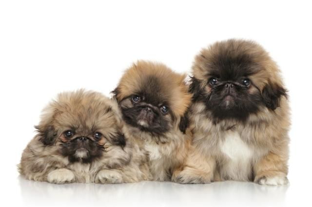 Pekingese Puppy Yoga