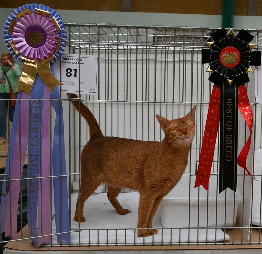 The Kentish Cat Society - Cat Show - GCCF