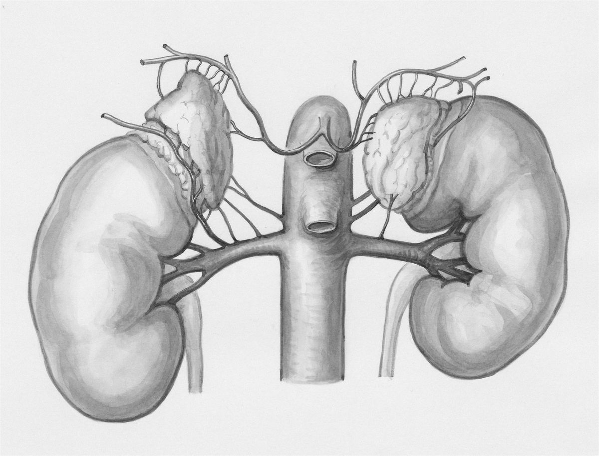 Kidney Health: Let Food Be Thy Medicine