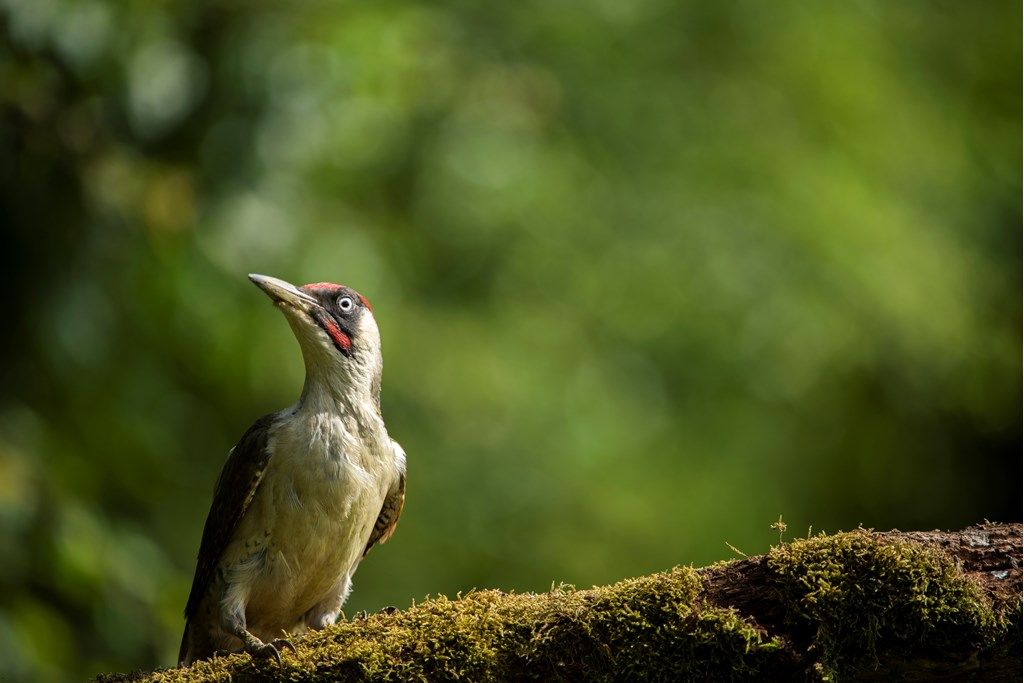 Woodpecker Walk