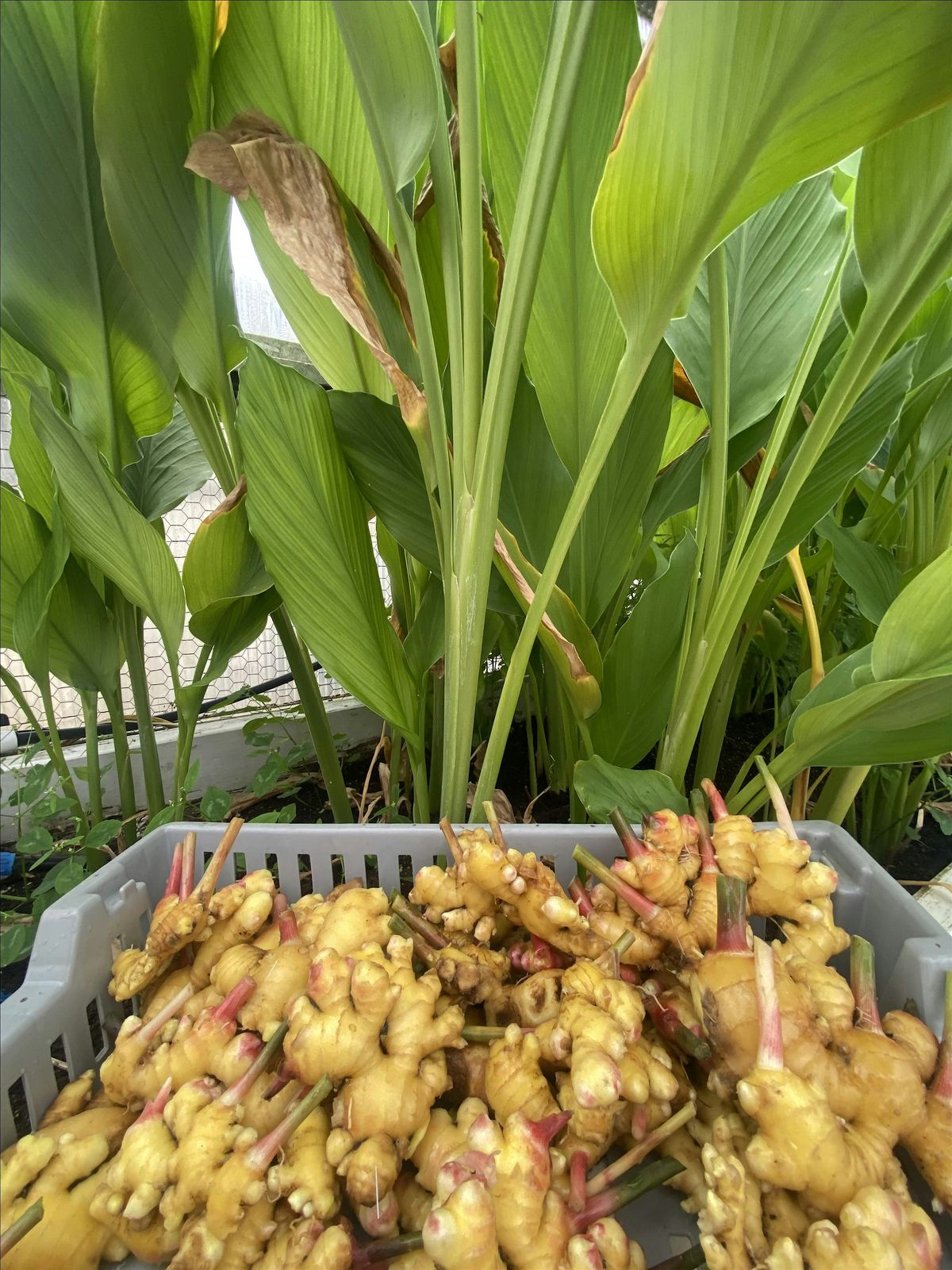 Growing Ginger Indoors & Out