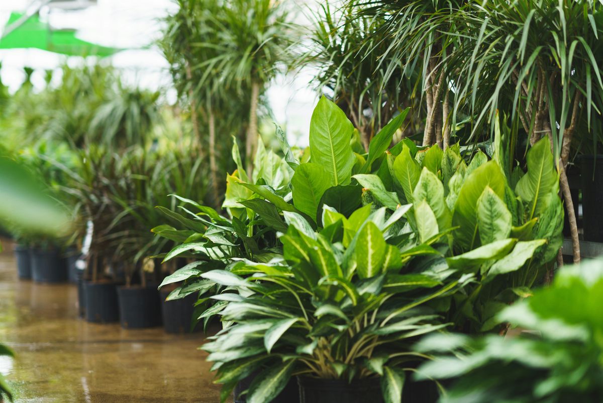 Sundays with Sara: What\u2019s Wrong with my Houseplant?