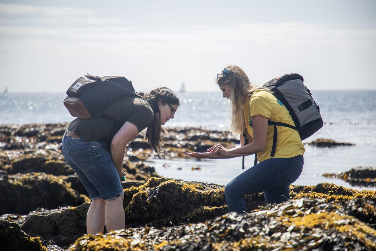 Big Rock Pool Challenge: Bioblitz Battle December 2024 (Falmouth)