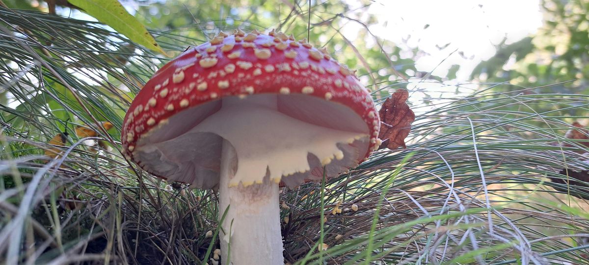 Fabulous Fungi walk