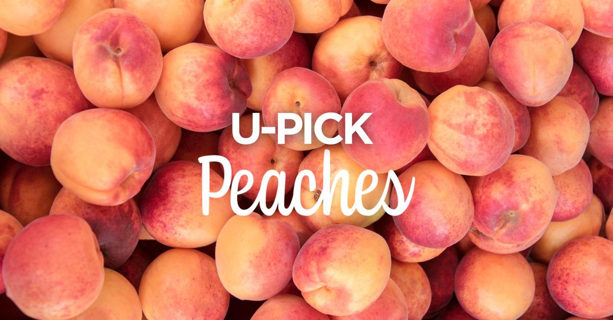 U-Pick Peaches