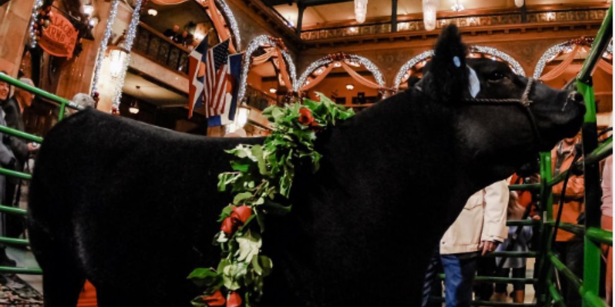 77th Annual Steer at The Brown Palace