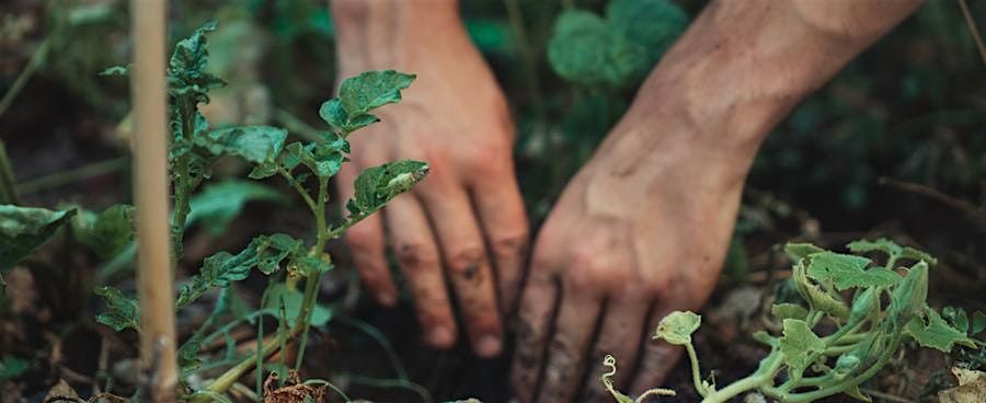 Sustainable Herb Gardening as a Business \u2013 2025 (The Steward Part 1)