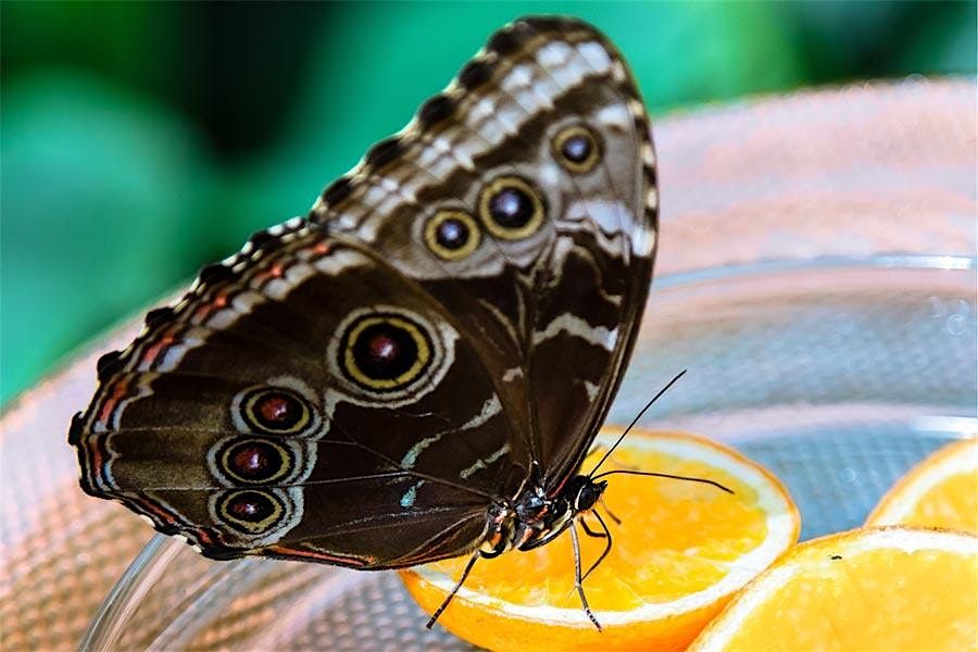 Father's Day Butterfly Feeder Kids Craft