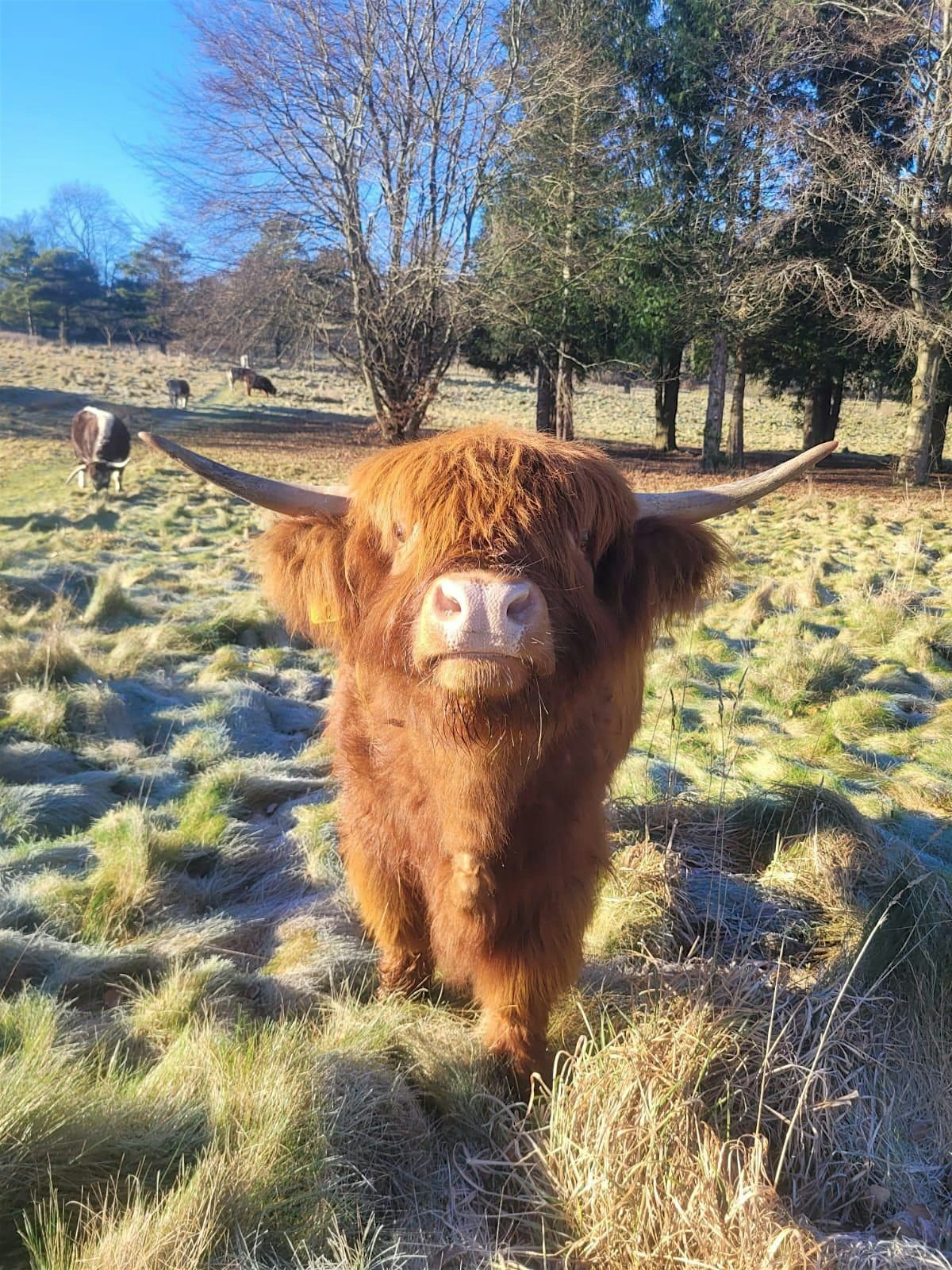 Wilder Kent Safari: Walking with Cows at Hothfield Heathlands