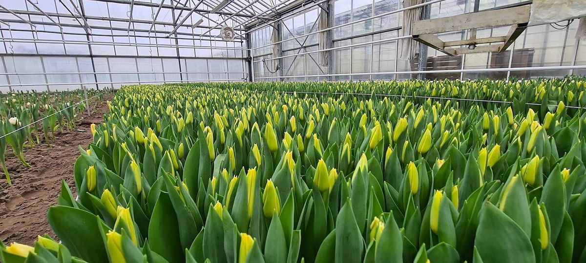 Winter Tulip Farm Guided Visit