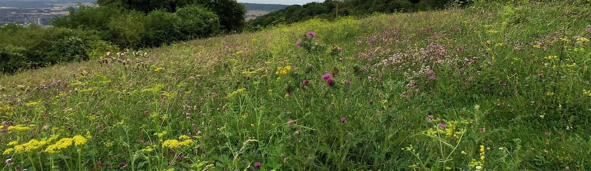 Chalk grassland plant identification day