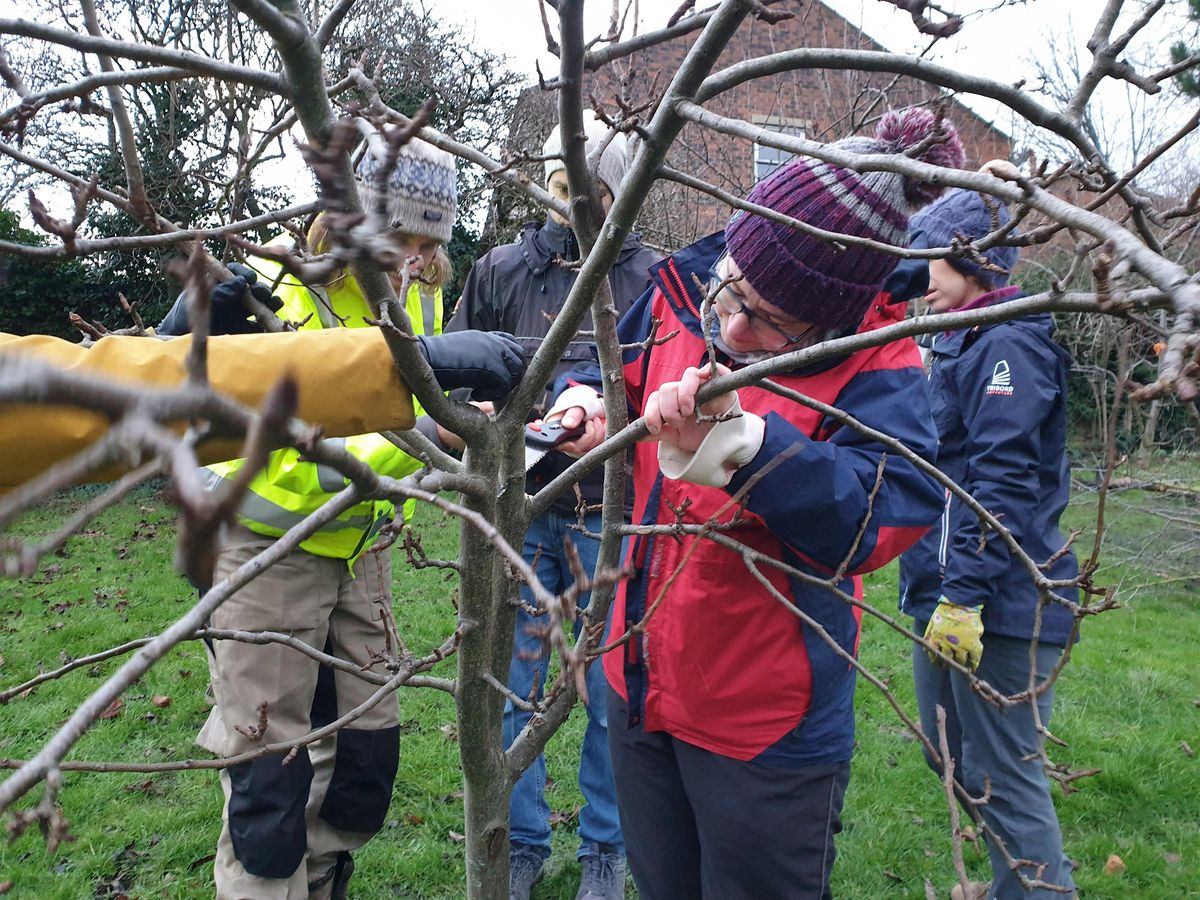 Formative Pruning: Learn How to Prune Young Fruit Trees