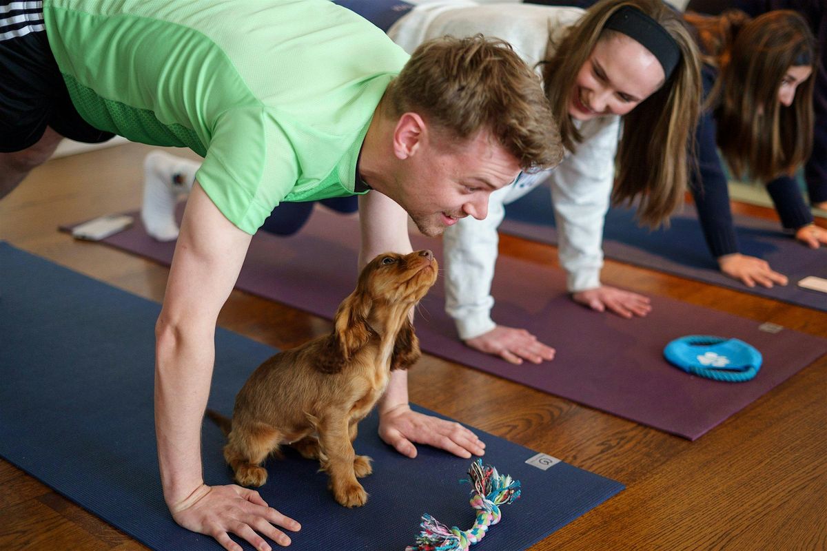 Puppy Yoga with Austin Pets Alive!