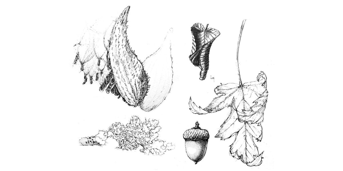 Winter Specimens in Pen