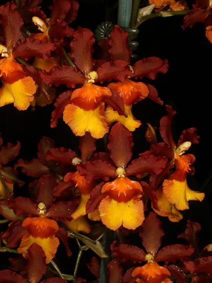 Bankstown Orchid Society Summer Display