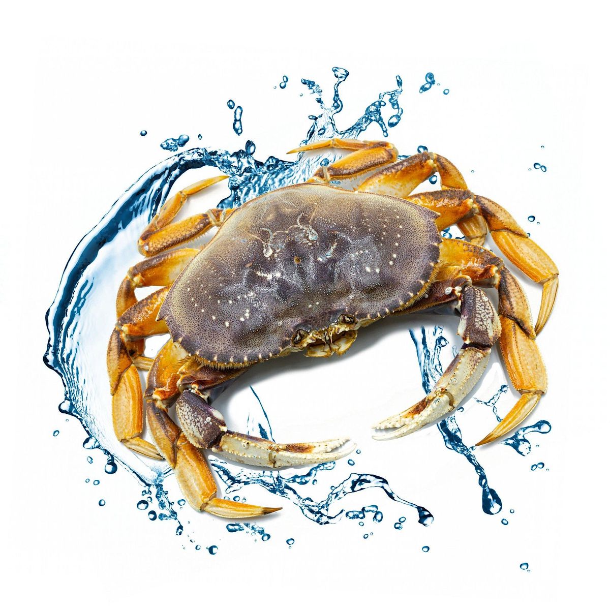 Join Our VIP Crab Club\u2122 - Reserve Your Super Fresh Dungeness Crab Order NOW