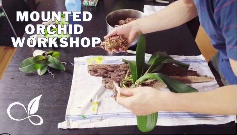 Mounted Orchid Workshop