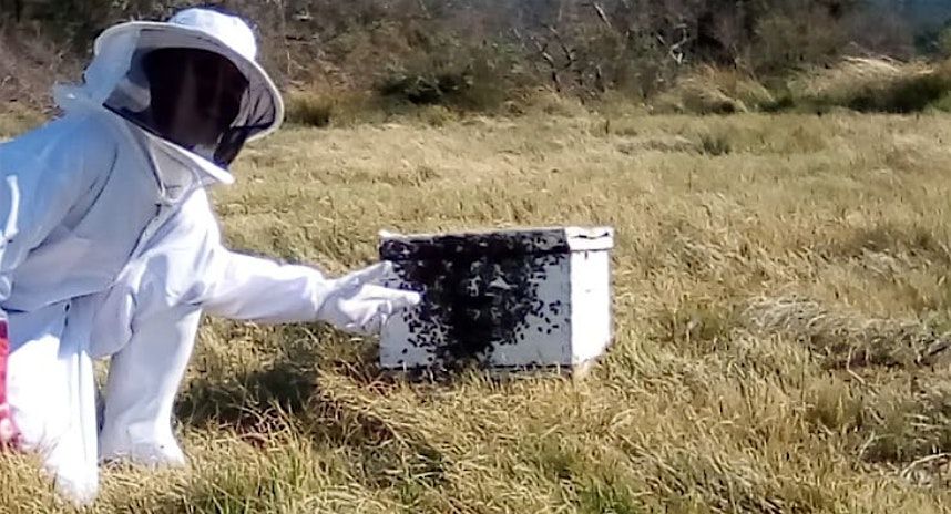 Beekeeper start-up business in Gugulethu