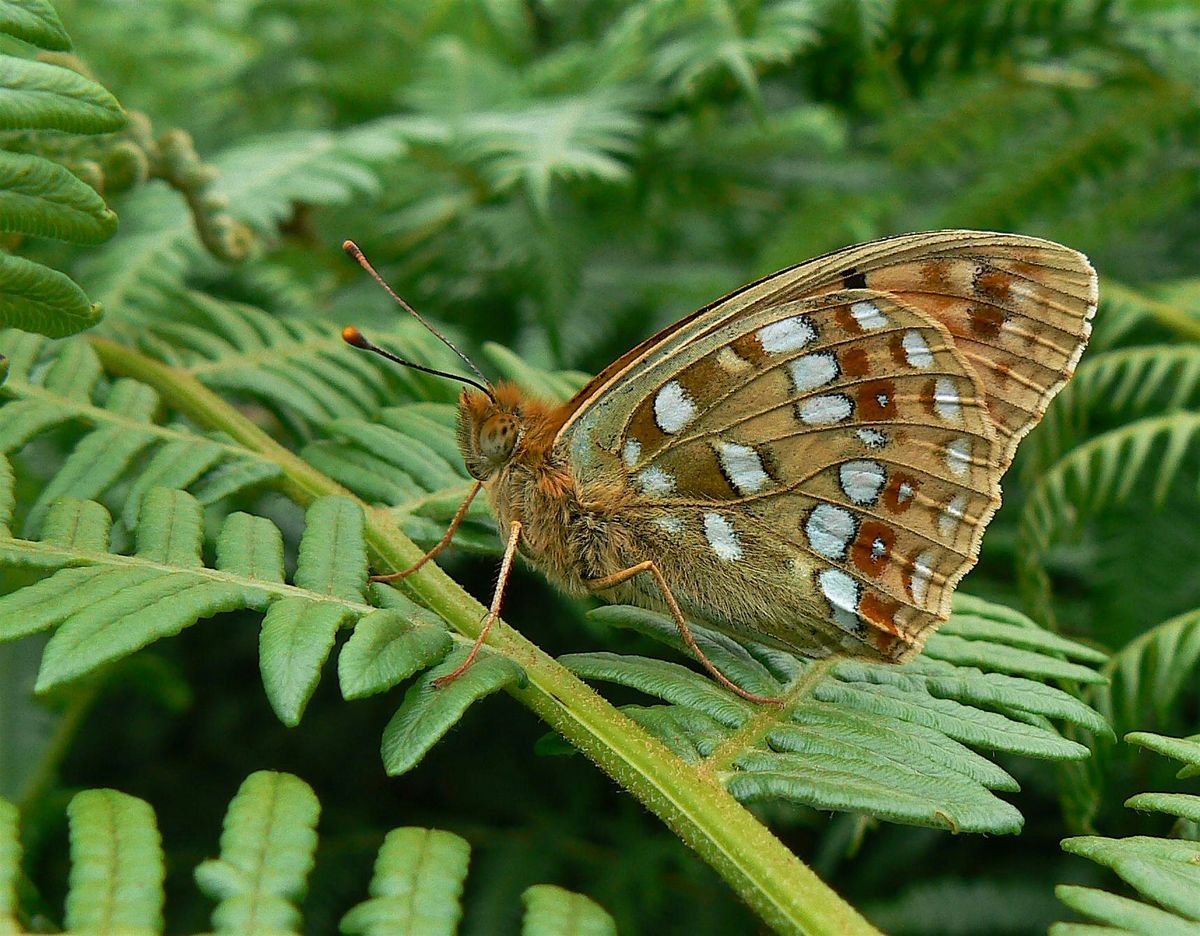 Discover Exmoor's Butterflies