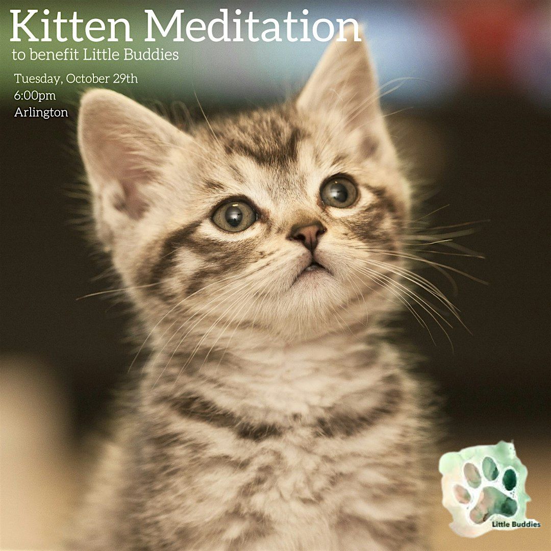 October Kitten Meditation to Benefit Little Buddies Rescue