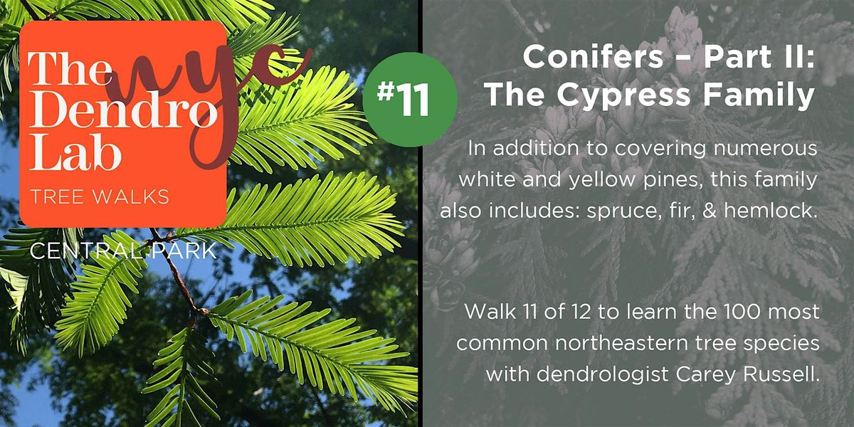 Conifers II - The Cypress Family: Tree Identification Workshop (1\u20133pm)
