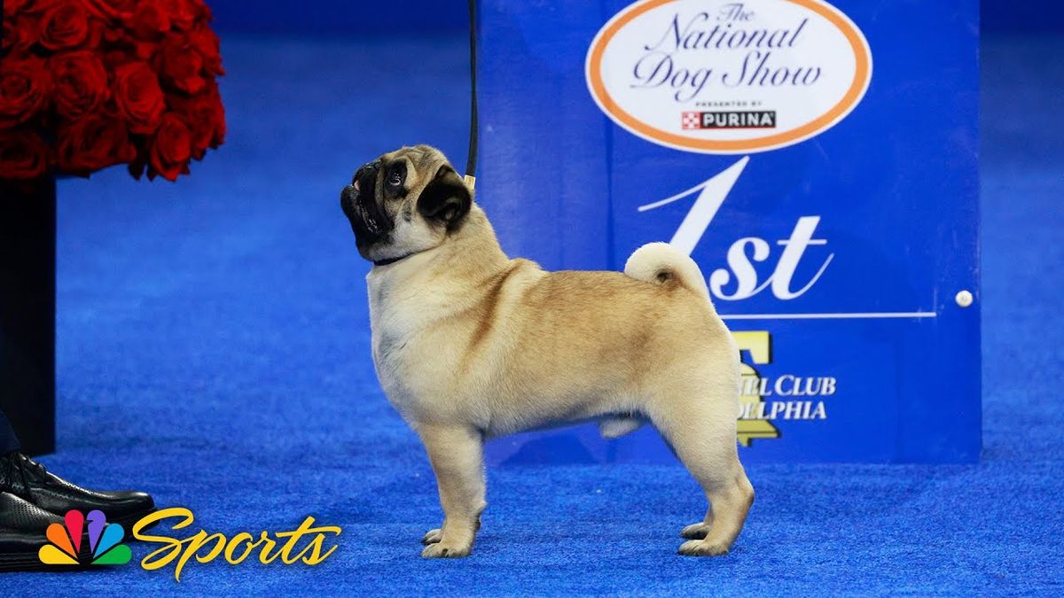 The National Dog Show