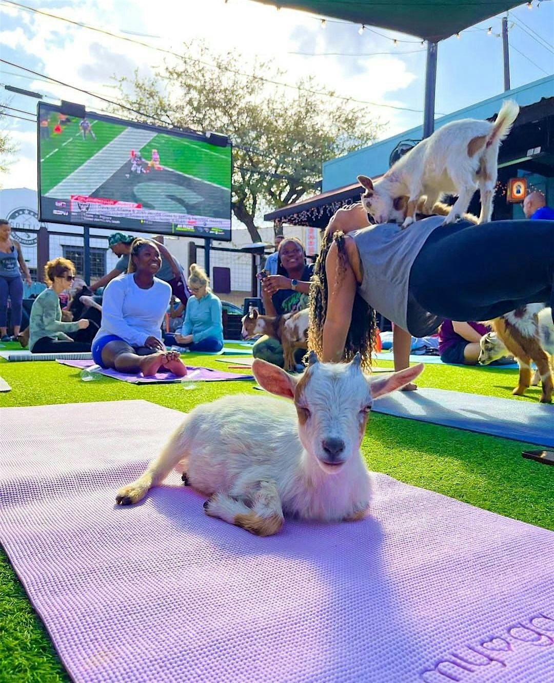 Goat Yoga Houston At Little Woodrows Midtown Saturday November 2nd 1030 AM