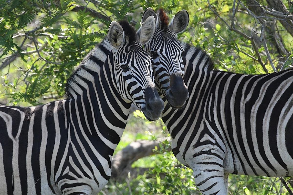 Safari Wine Tour at Grapetown Vineyard