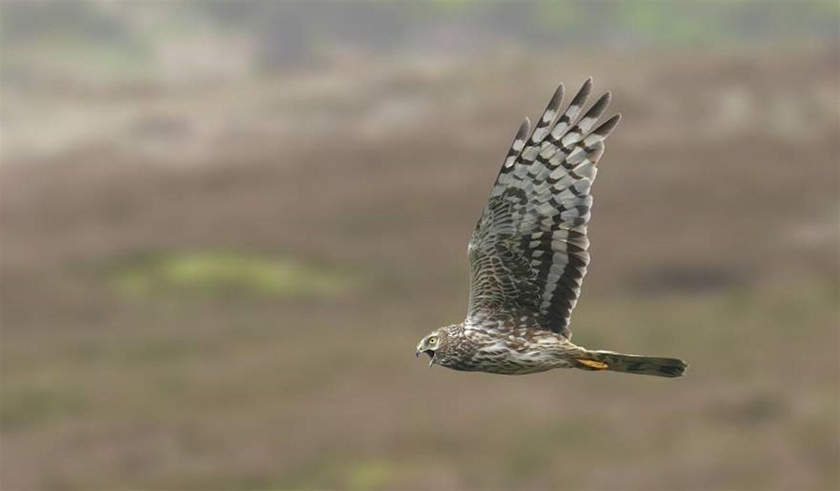 Local Volunteer Event: The Hen Harrier Southern Reintroduction Project