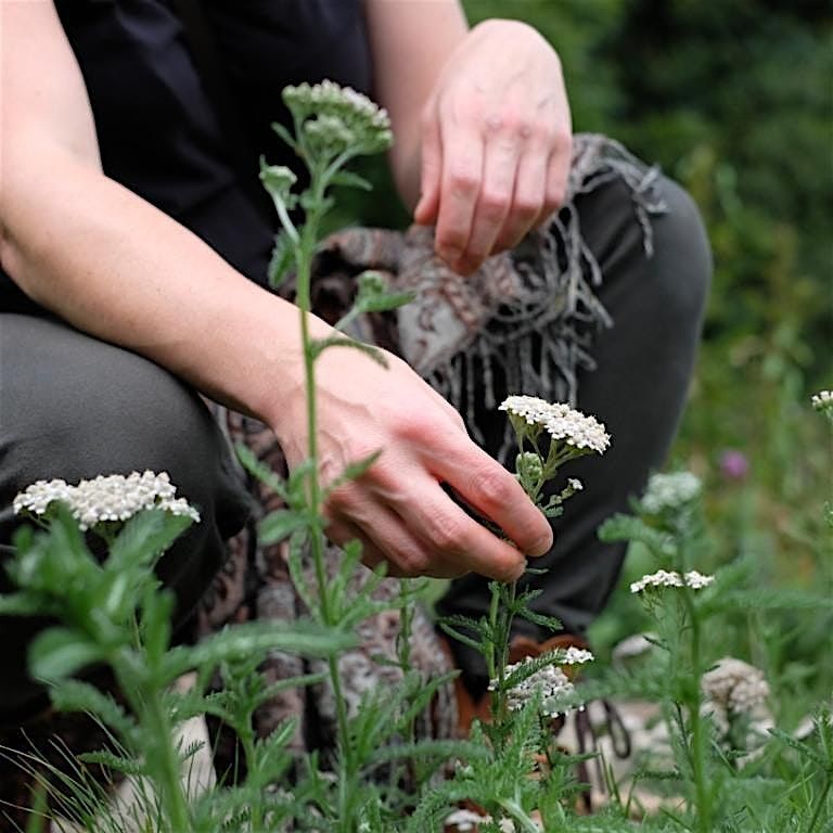 Foraging & Wild Food Walk 13:30 start