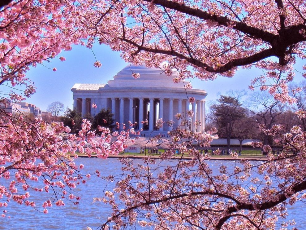 Washington DC "Beauty Of Spring" Cherry Blossom Sightseeing Tour