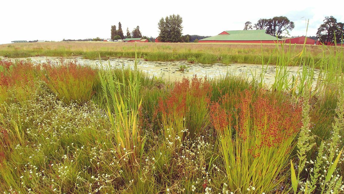 Practical Wetland Plant ID - June 2025