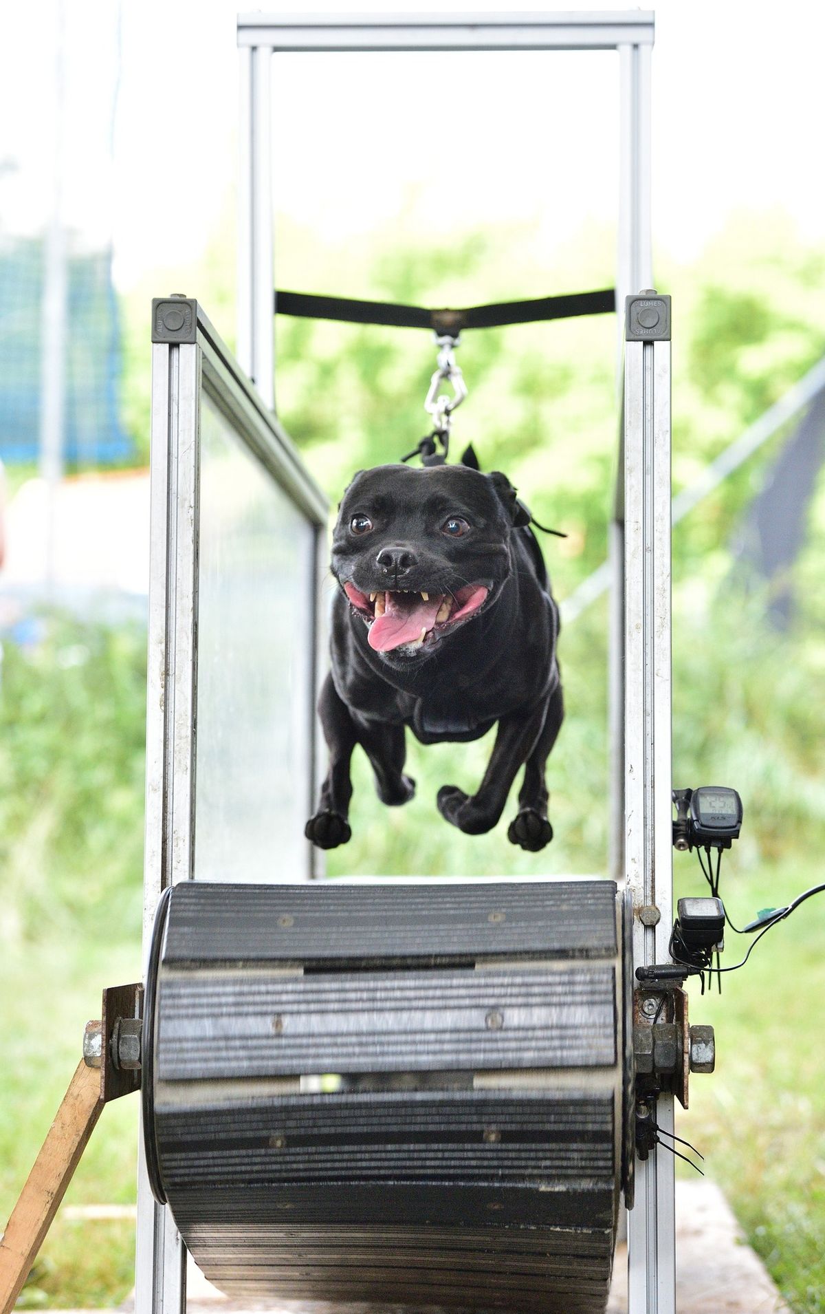 TREADMILL RACE XII.2024