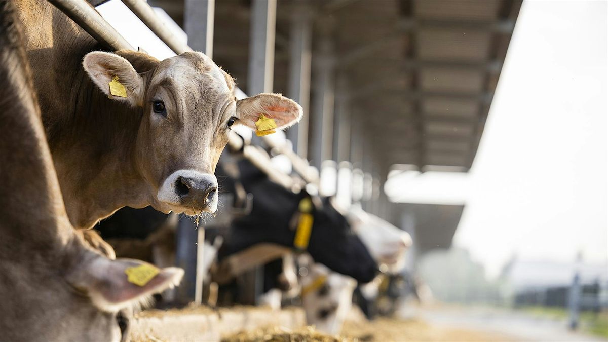 Does Net Zero mean the end of livestock agriculture?