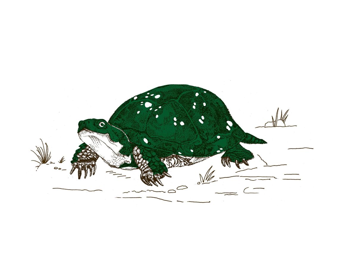 Chicago River Day 2022 - Hegewisch Marsh