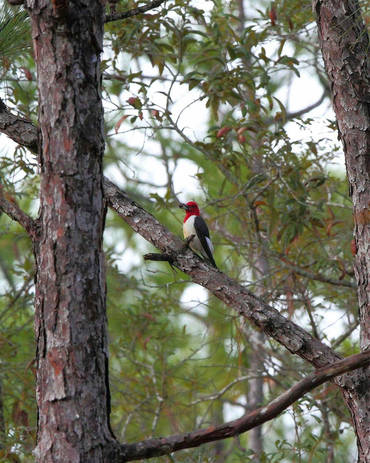 FYBC Outing - Fall Wildflower & Woodpecker Hike (Tampa Chapter)