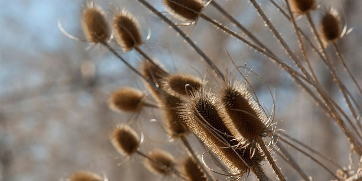 Winter Wildflowers