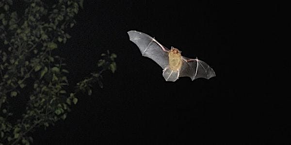 Bat Walk - The Spinney