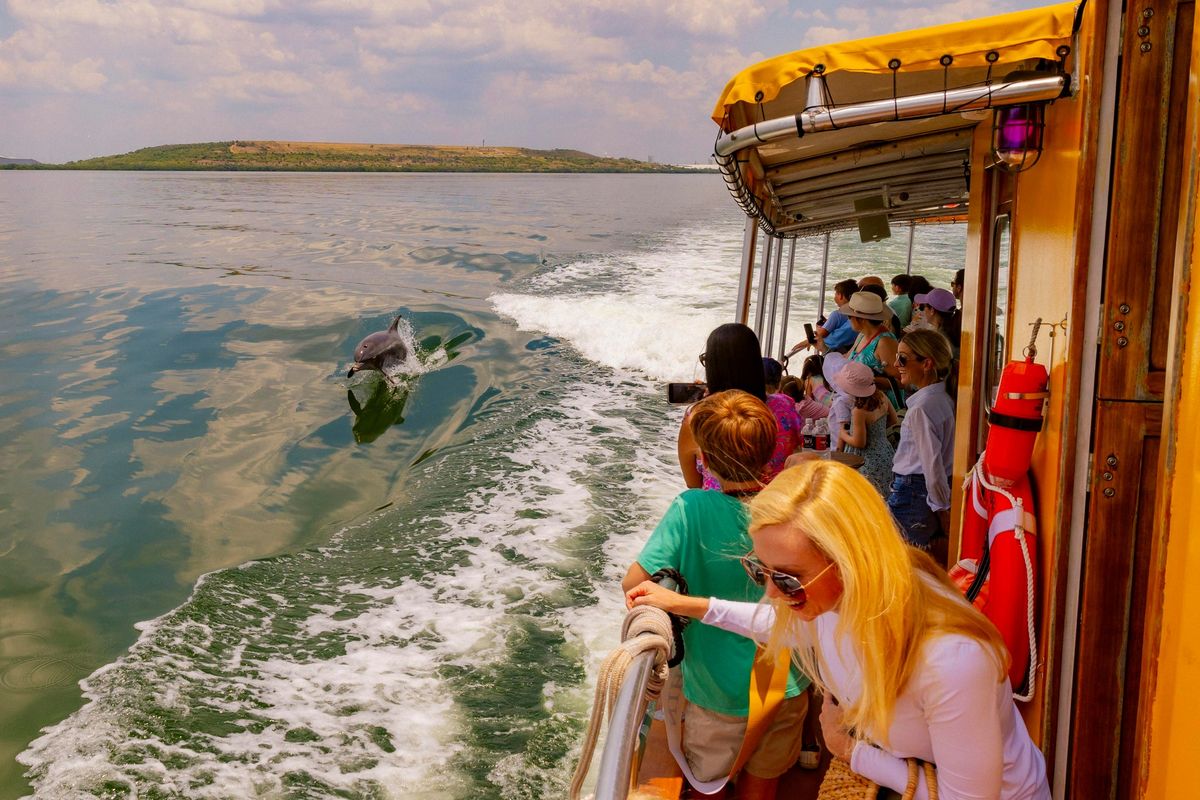 Dolphin Patrol Cruise | Dolphin Spotting Tour in Tampa Bay