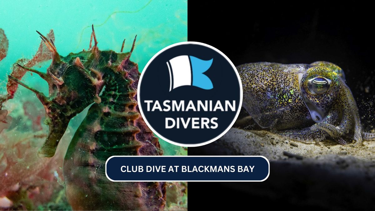 After-work Club Dive at Blackmans Bay