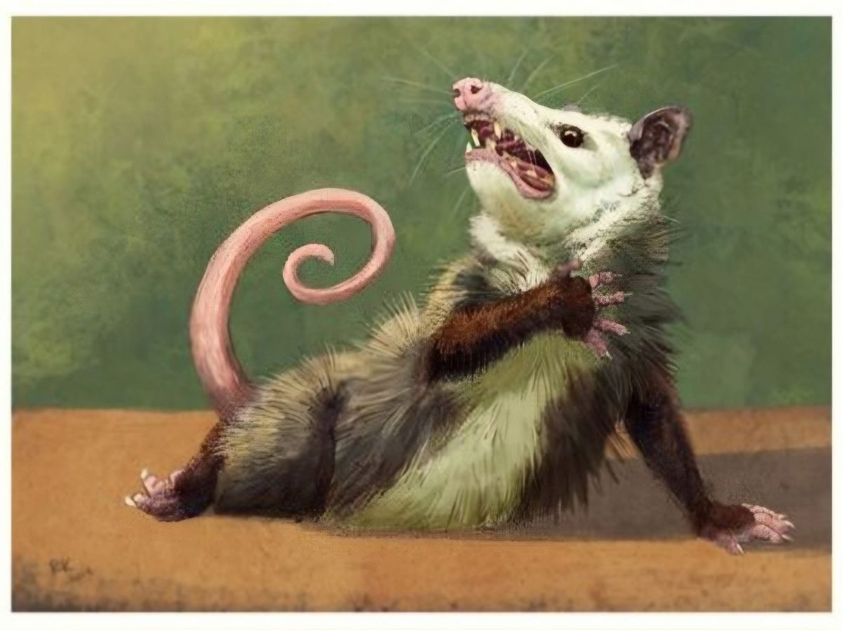 Dramatic Opossum