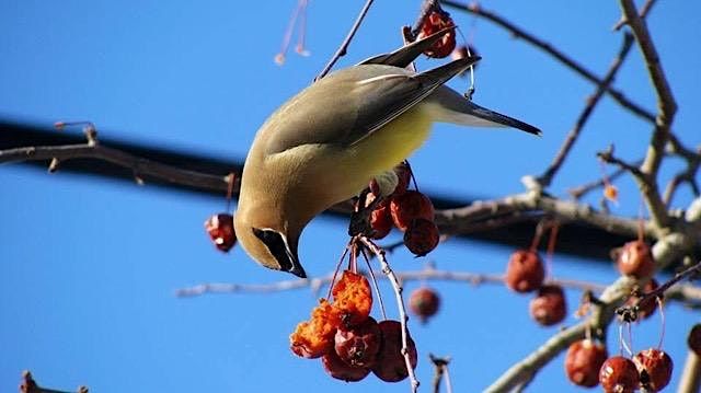 Landscape Design for Wildlife