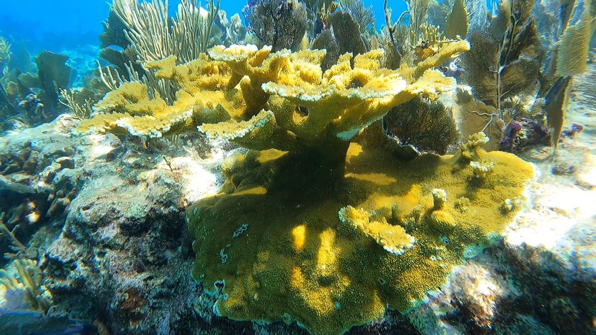 Mission Iconic Reefs: Passive Nursery Tour and Active Restoration Site Snorkel or Dive